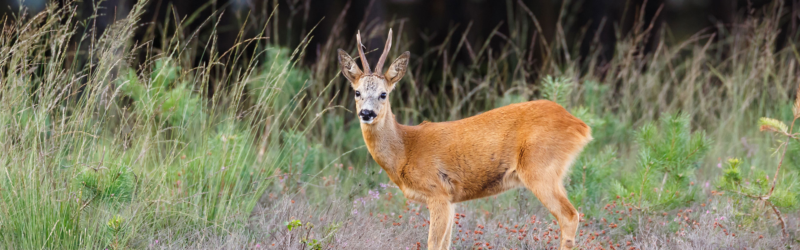 Deer Management